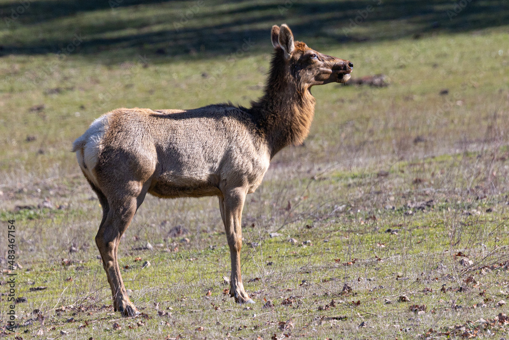 Fototapeta premium Tule elk, seen in the wild in North California