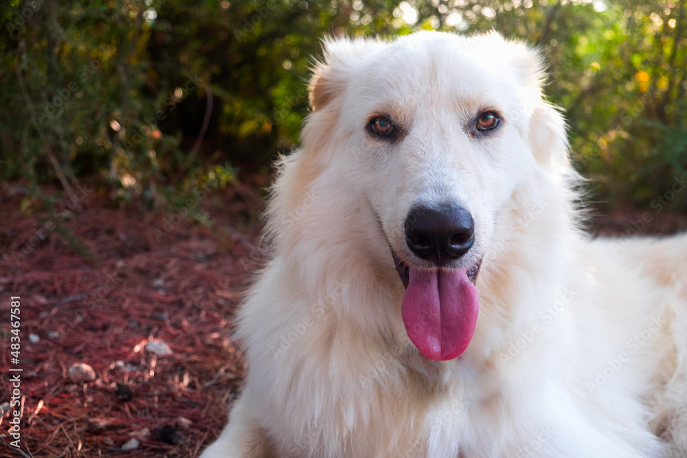 Fototapeta premium Great Pyrenean Mountain Dog. White big dog. Long-haired dog.