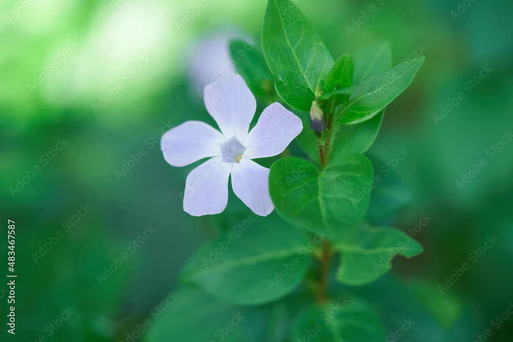 macro close-up of a lilac flower with green leaves