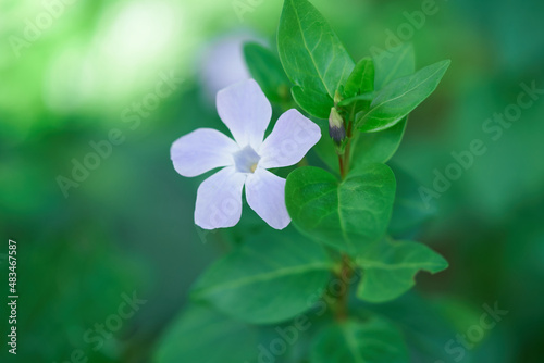 macro close-up of a lilac flower with green leaves