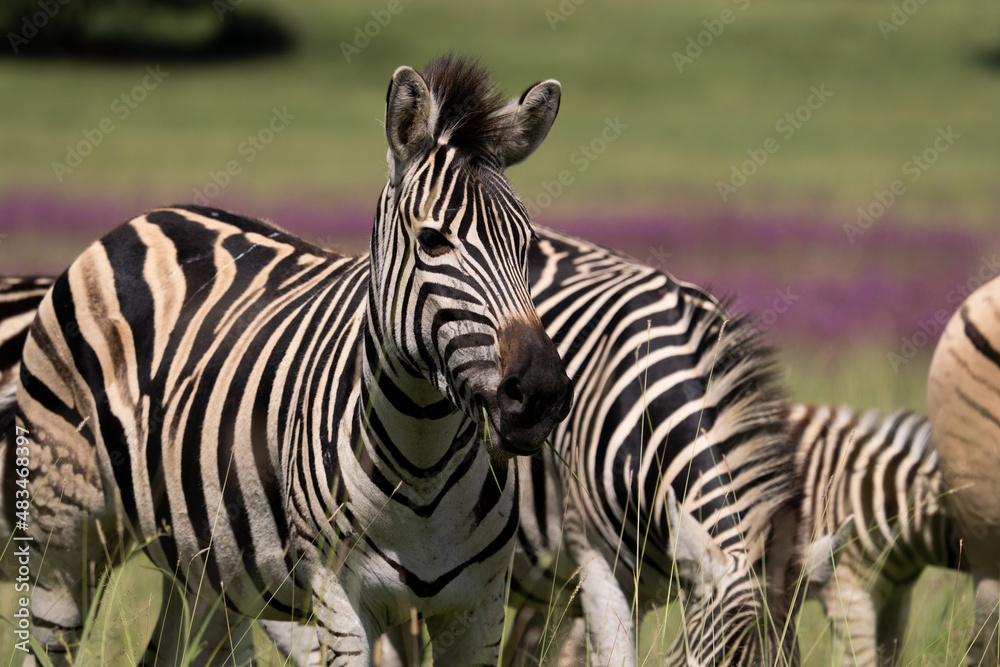 Striped Zebra on African Safari in the wild life nature reserve walking through the bush looking grazing fields Striped Zebra on African Safari in the wild life nature reserve walking through the bush looking grazing fields
