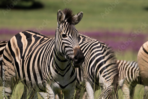 Striped Zebra on African Safari in the wild life nature reserve walking through the bush looking grazing fields © Phillip