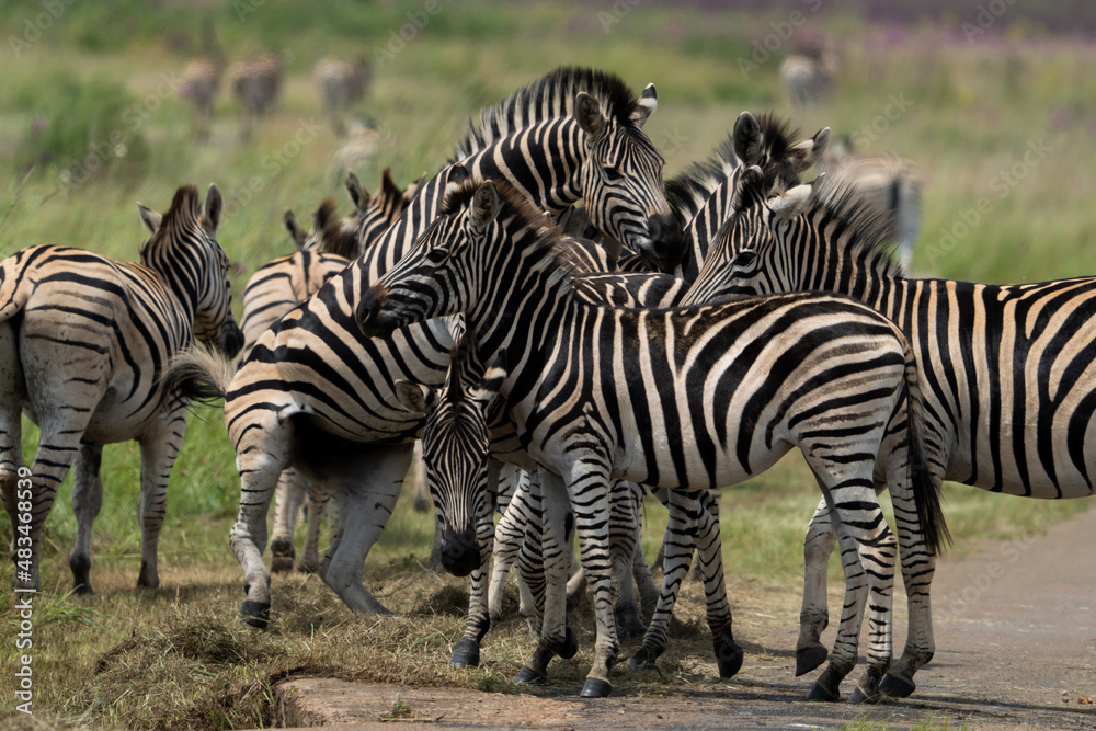 Obraz premium Striped Zebra on African Safari in the wild life nature reserve walking through the bush looking grazing fields
