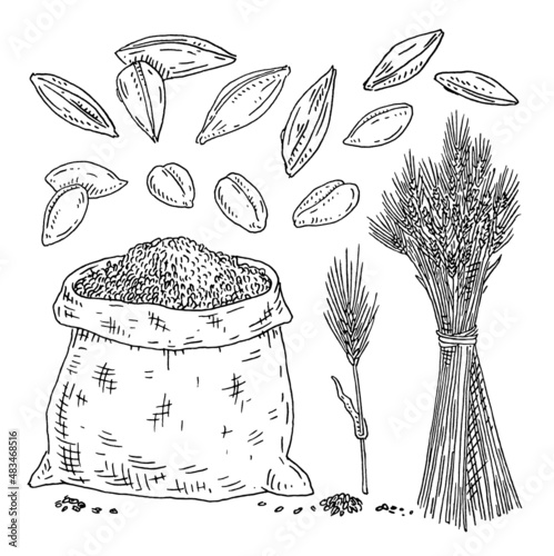 Grains of barley skinned and with peel. Vintage monochrome engraving