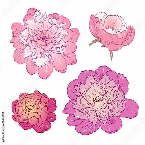 Wallpaper Mural Peony bud hand drawn, vector illustration Torontodigital.ca