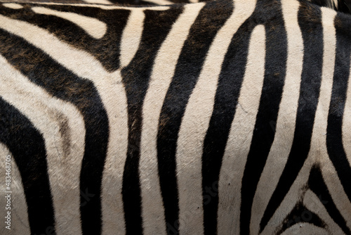 Abstract closeup of Zebra hide patterns with lines and stripes showing the textures and patterns of nature like a fingerprint  unique in every way