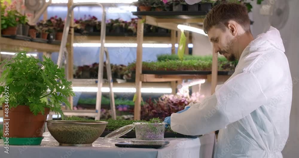 Farmer cuts and packs the sprouts of microgreens, microgreens harvest, vitaminized superfood, 4k 60p Prores Farmer cuts and packs the sprouts of microgreens, microgreens harvest, vitaminized superfood, 4k 60p Prores