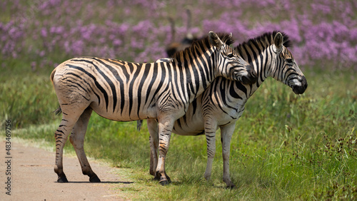Zebra Grooming an cuddling each other after the mating season has passed. looking after each other and caressing behavior