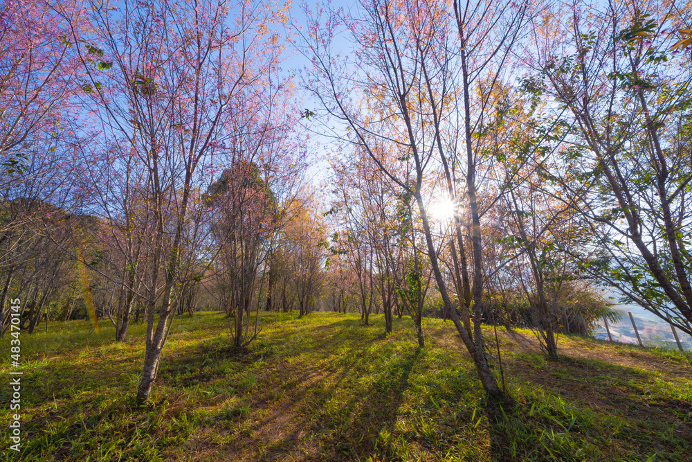 Sakura cherry flowers blossom trees of Phu Lom Lo national park, Phu Hin Rong Kla National Park, Thailand. Natural landscape background. Pink color in spring season.