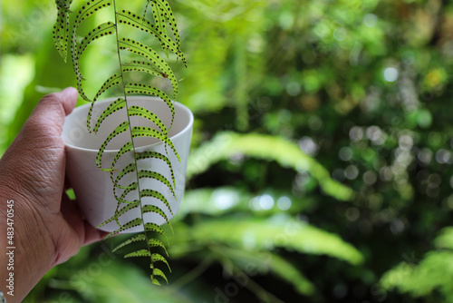 Fotografie, Obraz Close-up Of Hand Holding Coffee Cup In Fern Garden