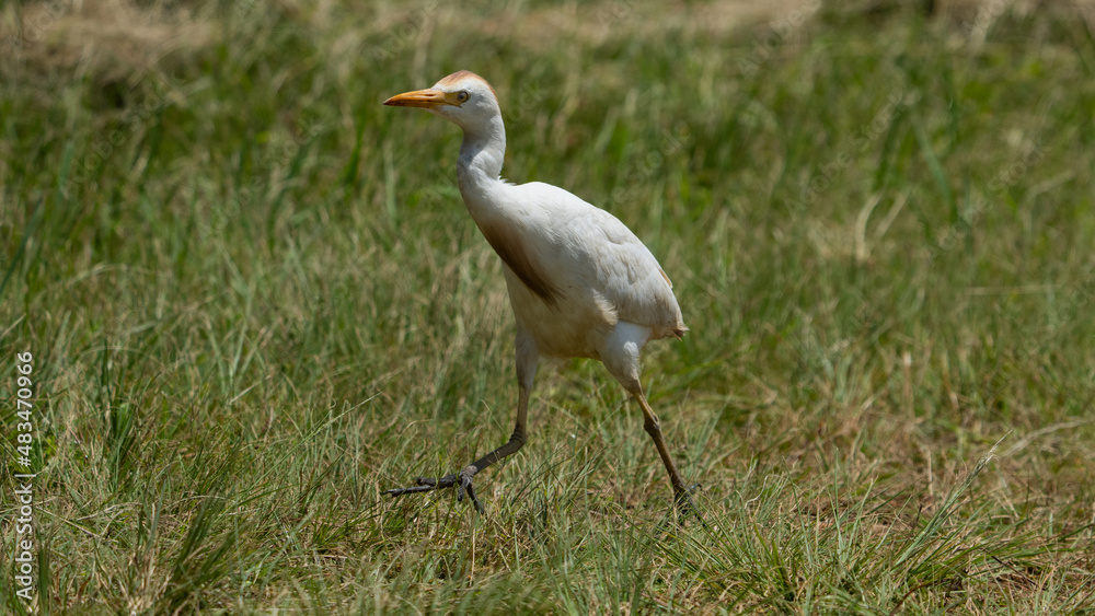English cattle Egret Hitching a ride on the back of a cape buffalo in the wild life nature reserve while pecking off bugs and lice. English cattle Egret Hitching a ride on the back of a cape buffalo in the wild life nature reserve while pecking off bugs and lice.