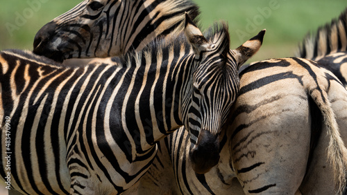 Photography Zebra Grooming an cuddling each other after the mating season has passed