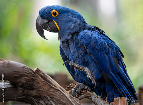 A selective of a blue Hyacinth Macaw on a branch © Wirestock 