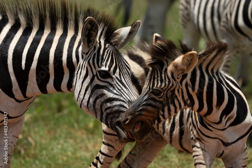 Canvas Print Zebra Grooming an cuddling each other after the mating season has passed