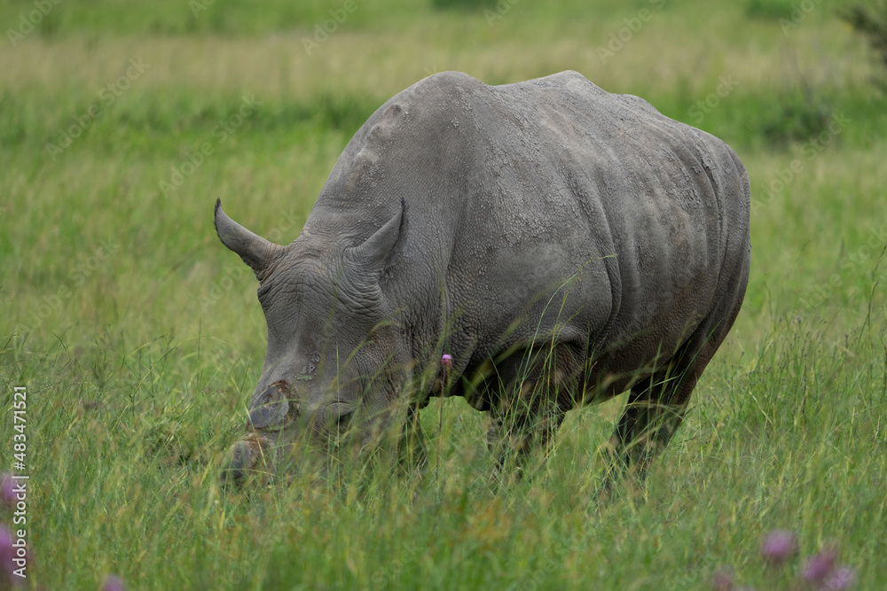 A De horned Rhino to avoid poachers from poaching her in the wildlife reserve as she is an endangered specie. Feeding gracefully in the long grass after the rainy season A De horned Rhino to avoid poachers from poaching her in the wildlife reserve as she is an endangered specie. Feeding gracefully in the long grass after the rainy season