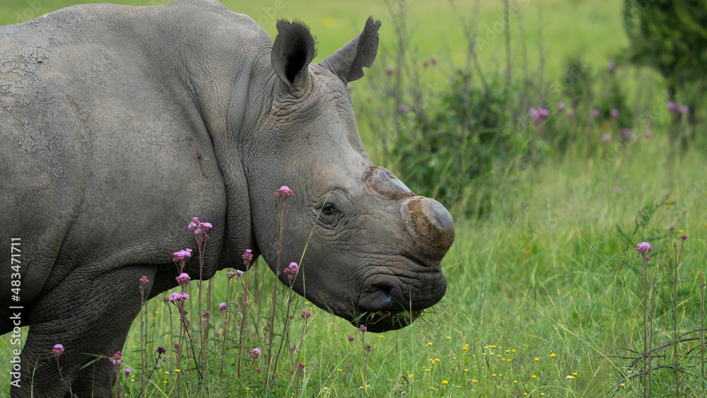 A De horned Rhino to avoid poachers from poaching her in the wildlife reserve as she is an endangered specie. Feeding gracefully in the long grass after the rainy season A De horned Rhino to avoid poachers from poaching her in the wildlife reserve as she is an endangered specie. Feeding gracefully in the long grass after the rainy season
