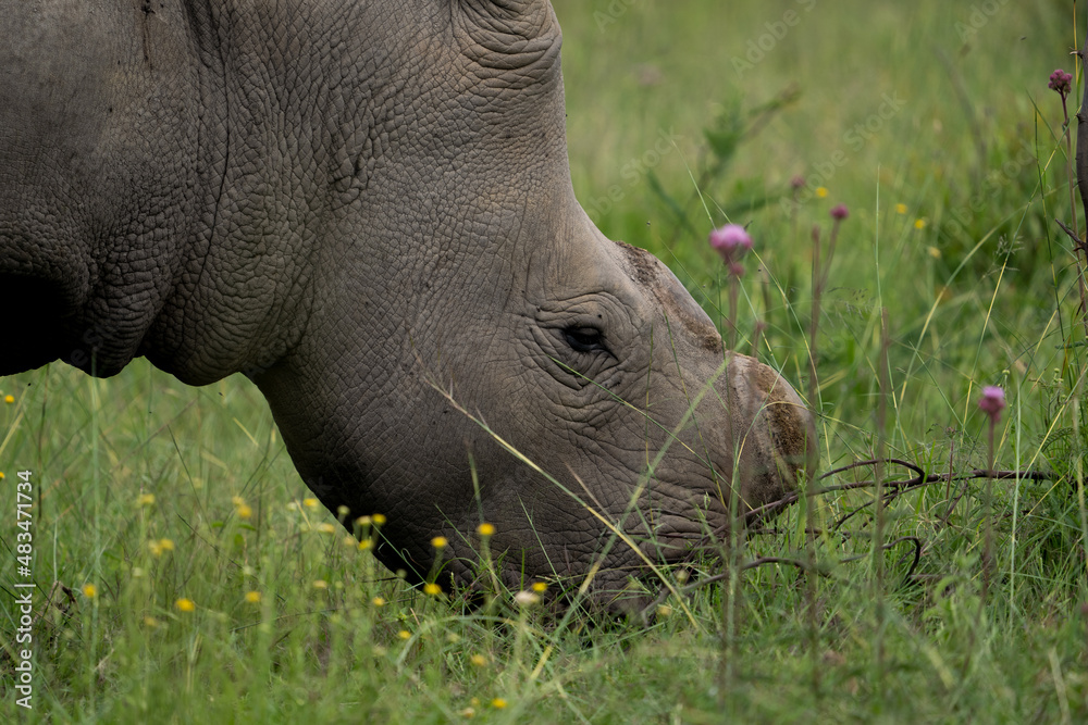 Fototapeta premium A De horned Rhino to avoid poachers from poaching her in the wildlife reserve as she is an endangered specie. Feeding gracefully in the long grass after the rainy season