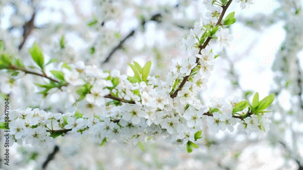 The spring flowering season of fruit trees. Blossoming plum branches The spring flowering season of fruit trees. Blossoming plum branches