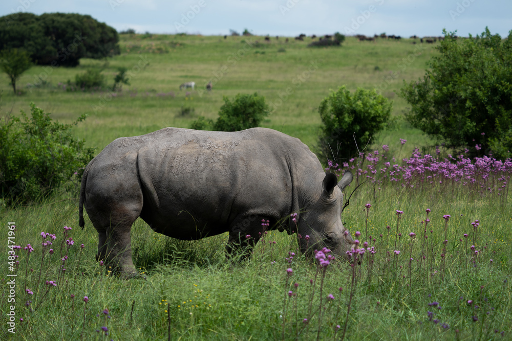 A De horned Rhino to avoid poachers from poaching her in the wildlife reserve as she is an endangered specie. Feeding gracefully in the long grass after the rainy season A De horned Rhino to avoid poachers from poaching her in the wildlife reserve as she is an endangered specie. Feeding gracefully in the long grass after the rainy season