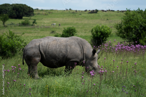 A De horned Rhino to avoid poachers from poaching her in the wildlife reserve as she is an endangered specie. Feeding gracefully in the long grass after the rainy season