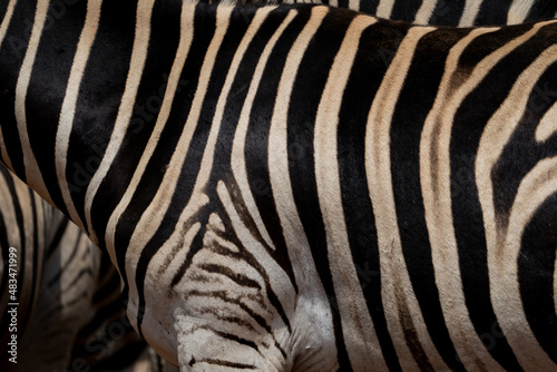 Abstract closeup of Zebra hide patterns with lines and stripes showing the textures and patterns of nature like a fingerprint  unique in every way