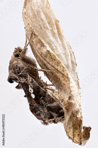 Nocturnal moth (Trichoplusia ni) perched on a branch after leaving its pupa, before flying.