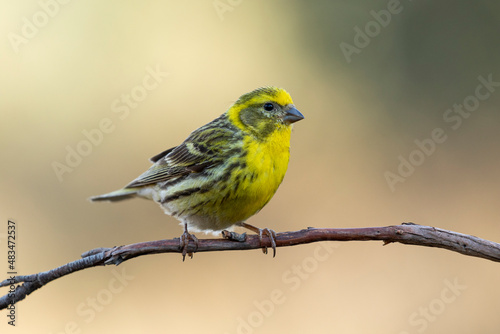 Male European Serin, Serinus serinus, perched on a branch in nature © J.C.Salvadores