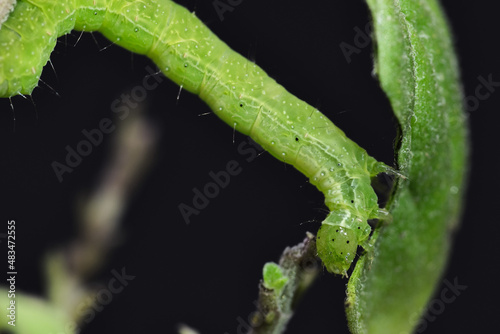 Small green caterpillar called False Looper (Trichoplusia ni) moving on a branch to feed on the leaves. photo