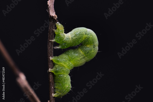 Small green caterpillar called False Looper (Trichoplusia ni) moving on a branch to feed on the leaves.
