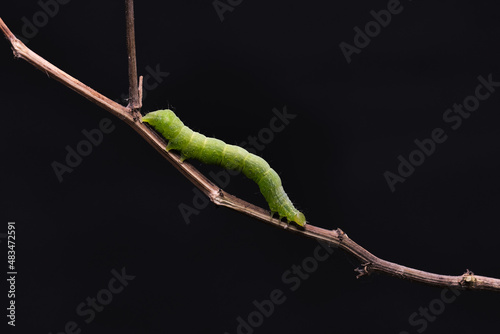 Small green caterpillar called False Looper (Trichoplusia ni) moving on a branch to feed on the leaves. photo