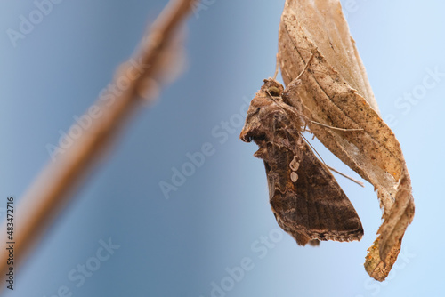 Nocturnal moth (Trichoplusia ni) perched on a branch after leaving its pupa, before flying. photo
