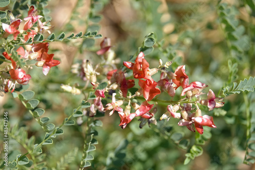 Flowering bush blossoms