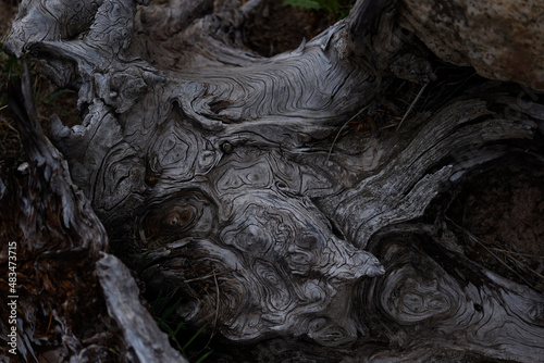 Wood Bark Texture