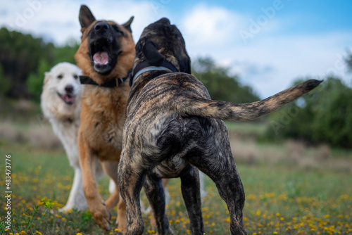 Dogs playing. Adult dogs playing. Dogs socializing. 