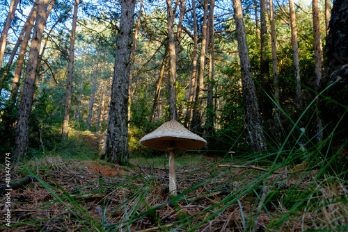 Macrolepiota Procera in a forest in the Spanish Pyrennees