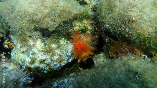 Polychaeta Smooth tubeworm or red-spotted horseshoe (Protula tubularia) undersea, Aegean Sea, Greece, Syros island