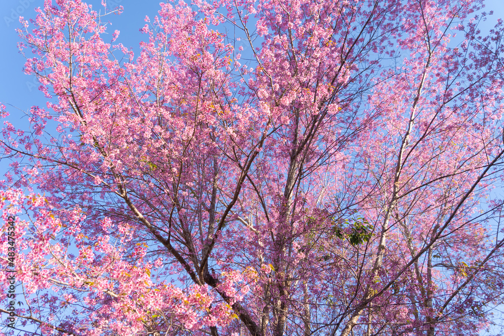 Sakura cherry flowers blossom trees of Phu Lom Lo national park, Phu Hin Rong Kla National Park, Thailand. Natural landscape background. Pink color in spring season. Sakura cherry flowers blossom trees of Phu Lom Lo national park, Phu Hin Rong Kla National Park, Thailand. Natural landscape background. Pink color in spring season.