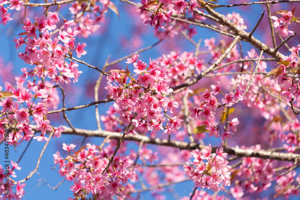Sakura cherry flowers blossom trees of Phu Lom Lo national park, Phu Hin Rong Kla National Park, Thailand. Natural landscape background. Pink color in spring season. Sakura cherry flowers blossom trees of Phu Lom Lo national park, Phu Hin Rong Kla National Park, Thailand. Natural landscape background. Pink color in spring season.