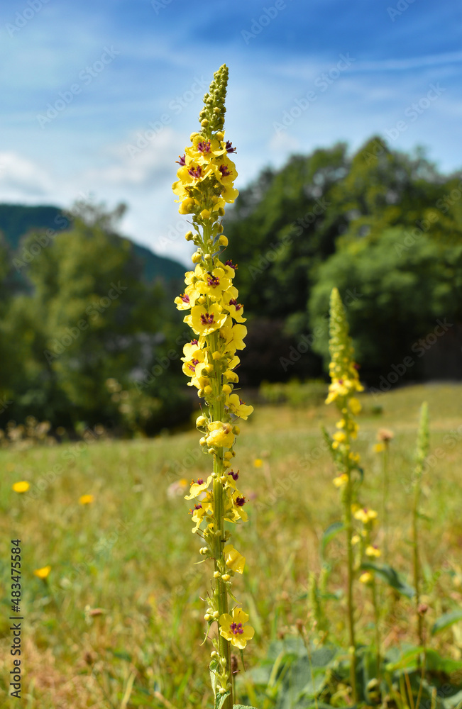 Obraz premium Dark Mullein (Verbascum nigrum), tall plant with yellow flowers in the meadow, medicinal herb used for bronchi