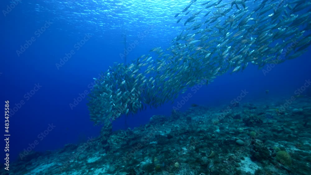 Seascape with Bait Ball, School of Fish in the coral reef of the Caribbean Sea, Curacao Seascape with Bait Ball, School of Fish in the coral reef of the Caribbean Sea, Curacao