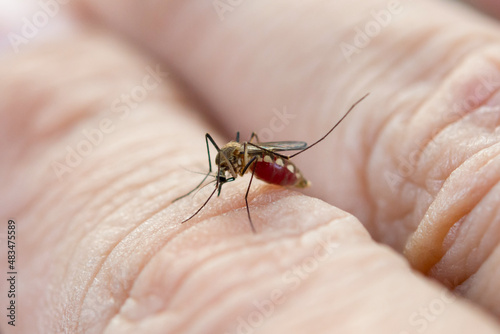 Close up mosquito sucking blood from human skin