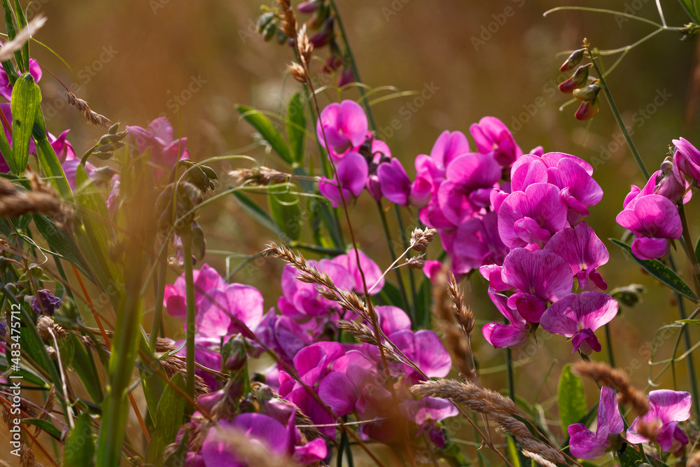 Obraz premium Platterbsenblüten