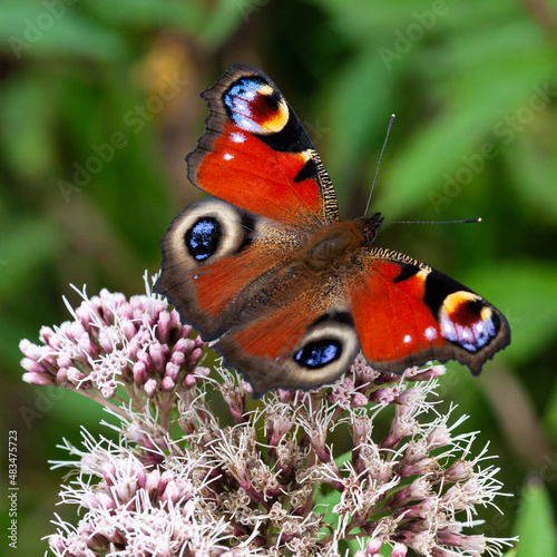 Tagpfauenauge (Aglais Io)