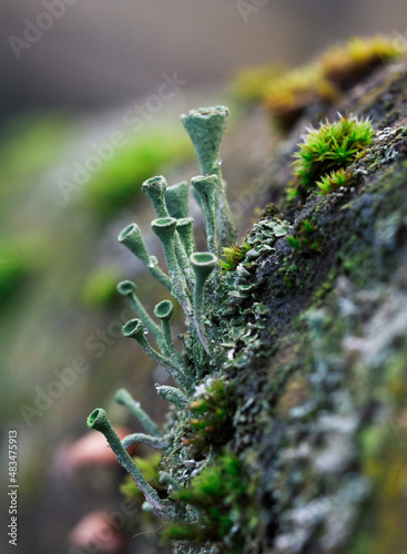 Cladonia sp. photo