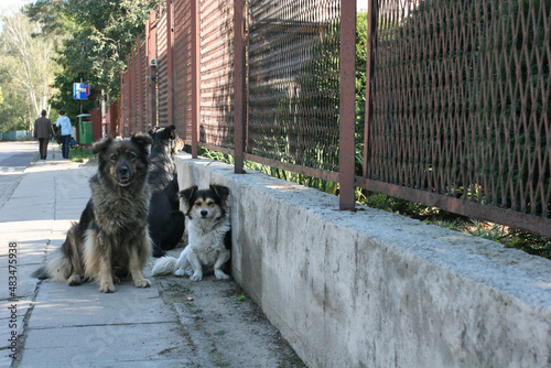 Dogs on the street photo