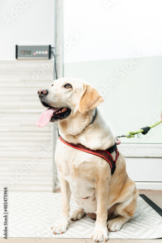 labrador retriever breed dog sitting on the scale to check his weight in a veterinary clinic. pet health and care