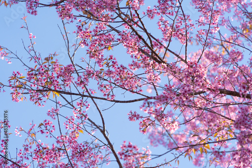 Sakura cherry flowers blossom trees of Phu Lom Lo national park, Phu Hin Rong Kla National Park, Thailand. Natural landscape background. Pink color in spring season.