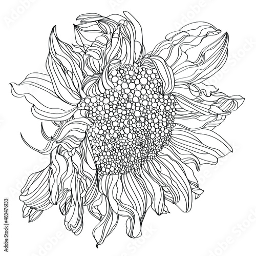 hand drawn flowers