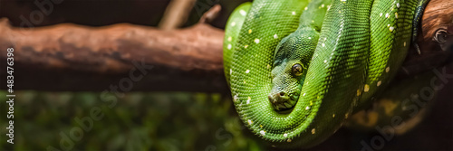 Green python snake on a branch with green leaves. A green python hangs on a branch of an old tree. photo