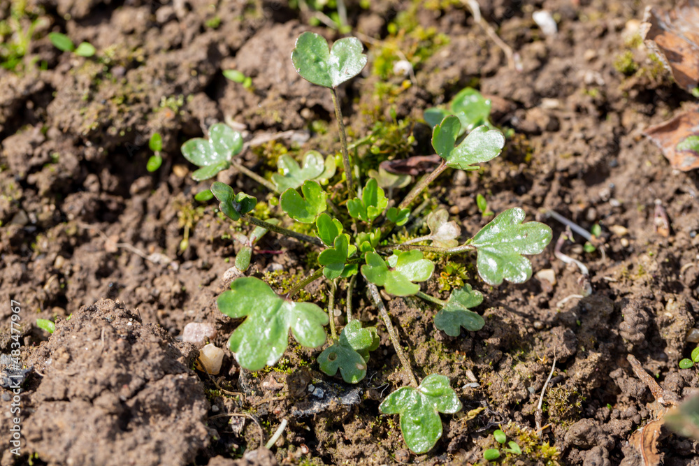 Barbara common seedlings in garden Barbara common seedlings in garden